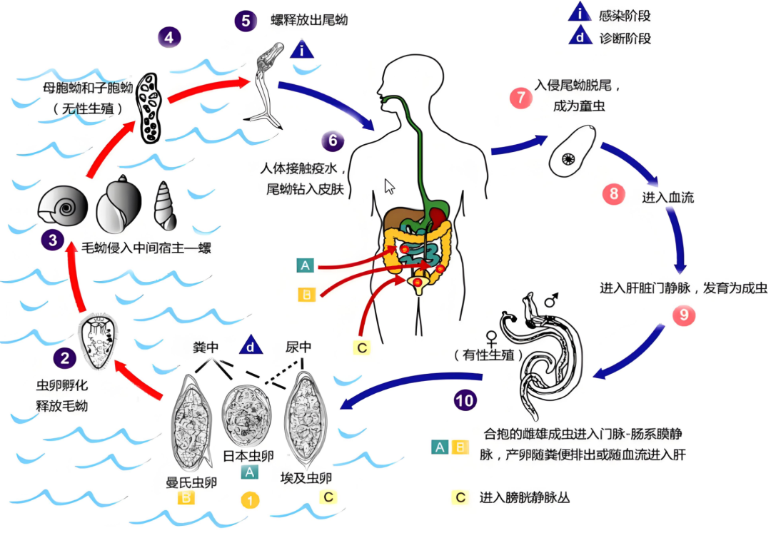 警惕！接触10秒即可感染，春季开始高发，余江区血防站提醒——